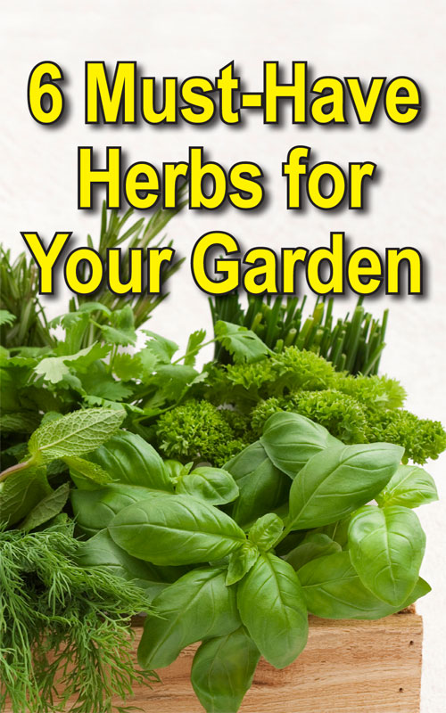 Herbs for Your Garden